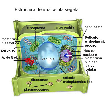 celula vegetal y sus partes. CELULA VEGETAL